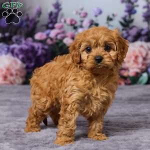 Caramell, Cavapoo Puppy